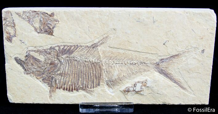 Inch Diplomystus Fossil Fish #2549